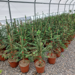 Smrek obyčajný (Picea abies) - výška 80-100 cm, kont. C5L